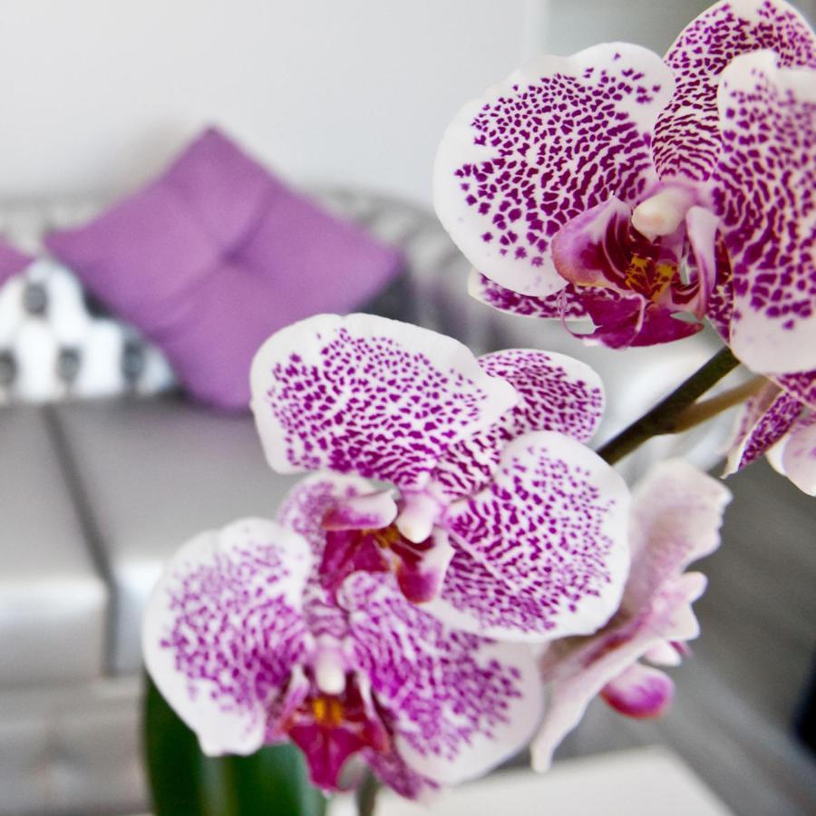 Alix Boutique Hotel อาร์เตโซ ภายนอก รูปภาพ